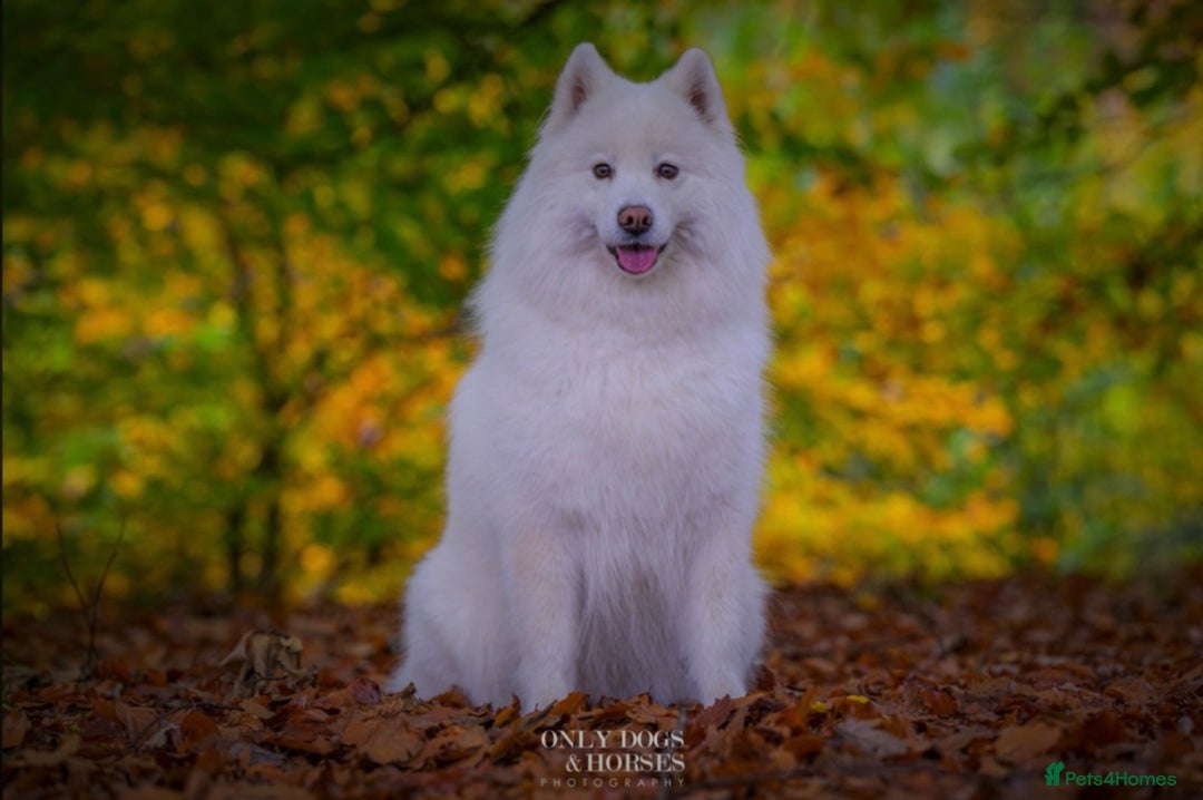 Samoyed dogs for sale: Gorgeous Samoyed Puppies  - Image 15