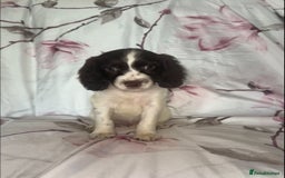 Cocker Spaniel dogs for sale: 7 beautiful cocker spaniel puppies  - Image 6