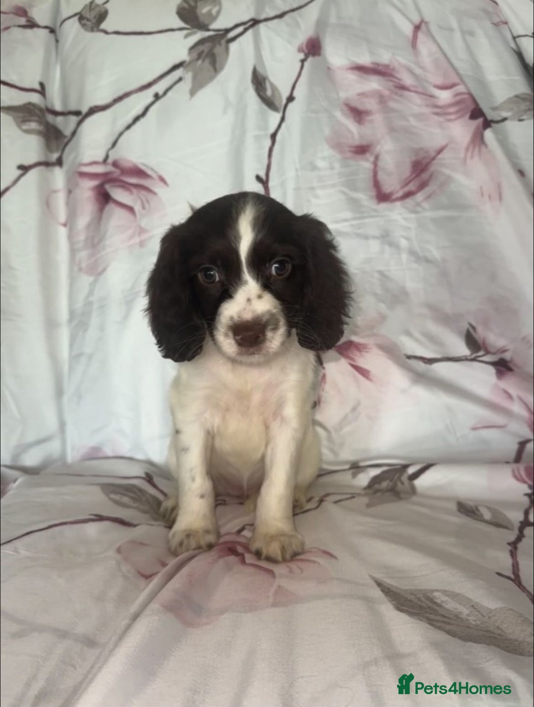 Cocker Spaniel dogs for sale: 7 beautiful cocker spaniel puppies  - Image 6
