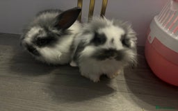 Mixed Breed rabbits for sale: Mini Lop Babies available now & 2 week old babies - Image 6