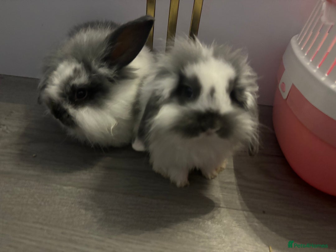 Mixed Breed rabbits for sale: Mini Lop Babies available now & 2 week old babies - Image 6