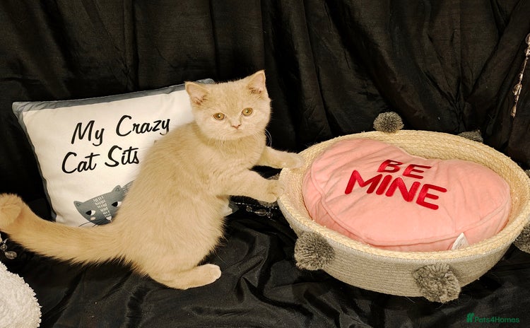 British Shorthair cats - Advert 6