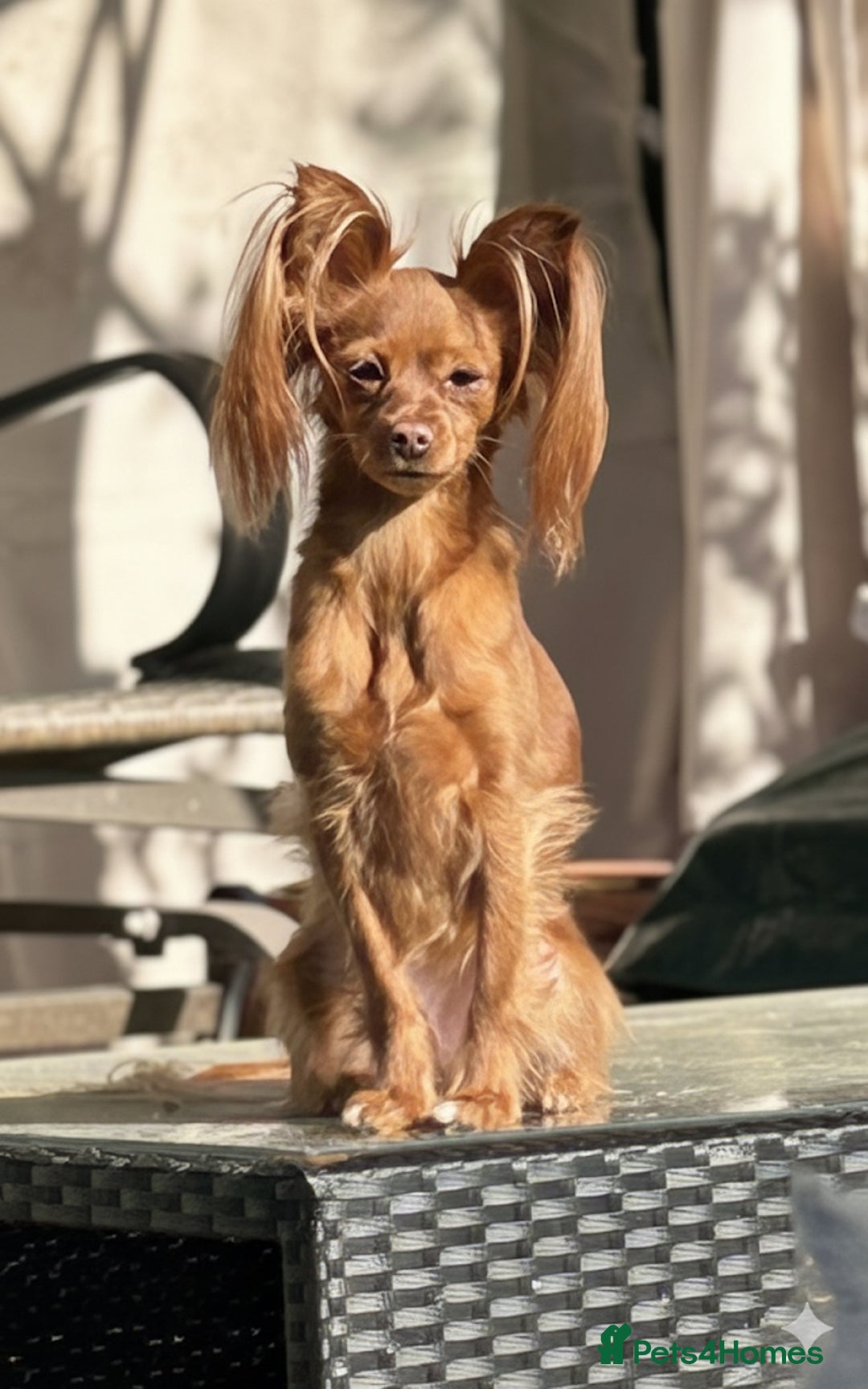 Russian Toy Terrier dogs for sale: Russian Toy puppies from show lines  - Advert 9