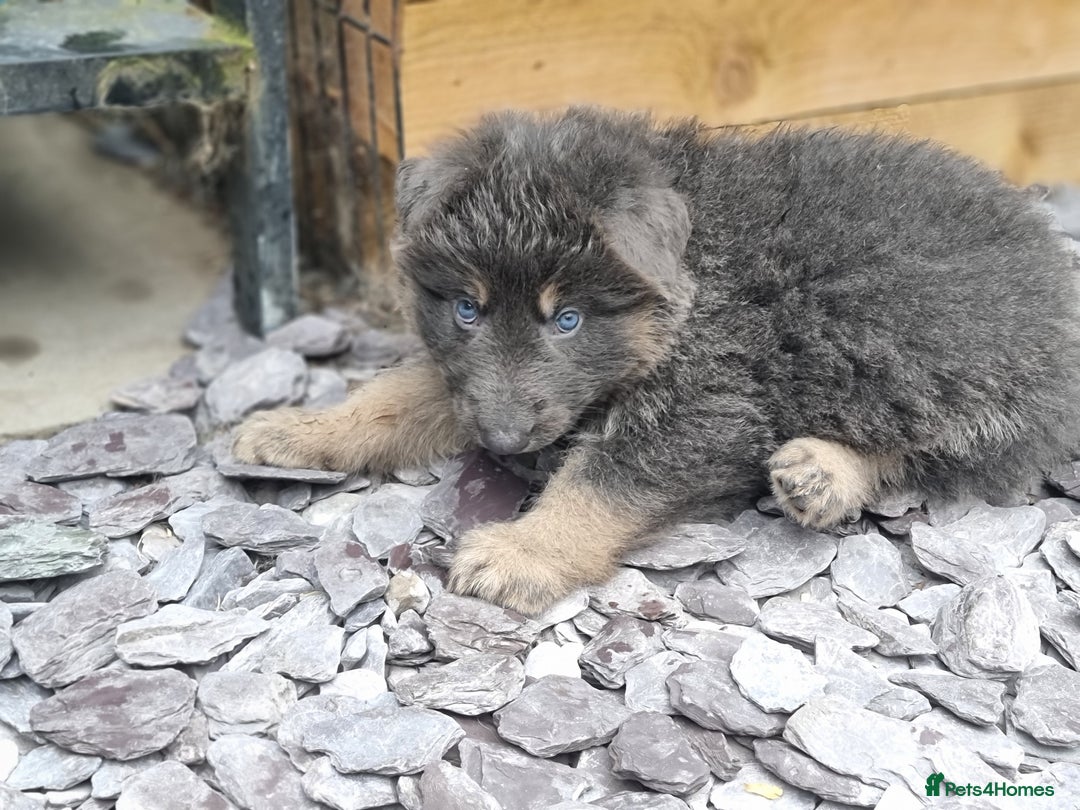 German Shepherd dogs for sale:  kc,health tested straight back german shepherd - Image 6