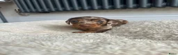 Miniature Dachshund dogs for sale: 5 beautiful baby miniature dachshund puppies  - Advert 6