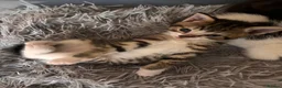 Mixed Breed cats for sale: Two Male Kittens  in Birmingham - Advert 4
