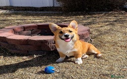 Welsh Corgi Pembroke dogs for sale: Lovely Welsh Corgi Pembroke Looking For A Home - Image 4