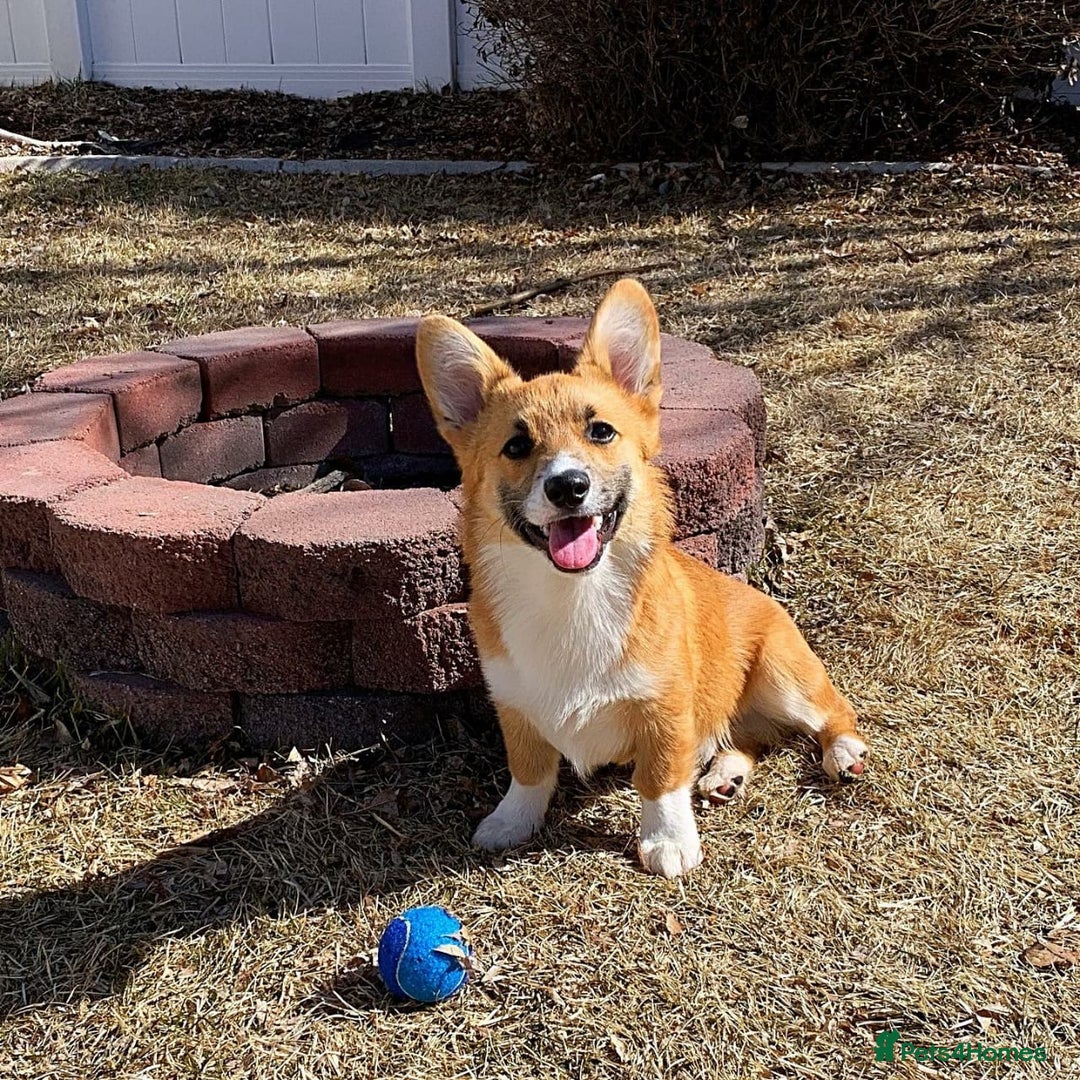 Welsh Corgi Pembroke dogs for sale: Lovely Welsh Corgi Pembroke Looking For A Home - Image 4