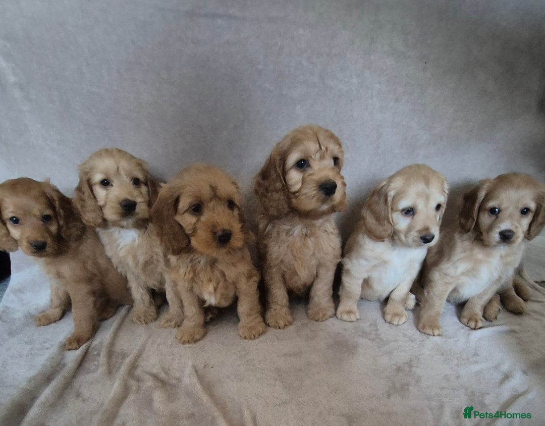Cockapoo dogs for sale: Cockapoo puppies - Image 18