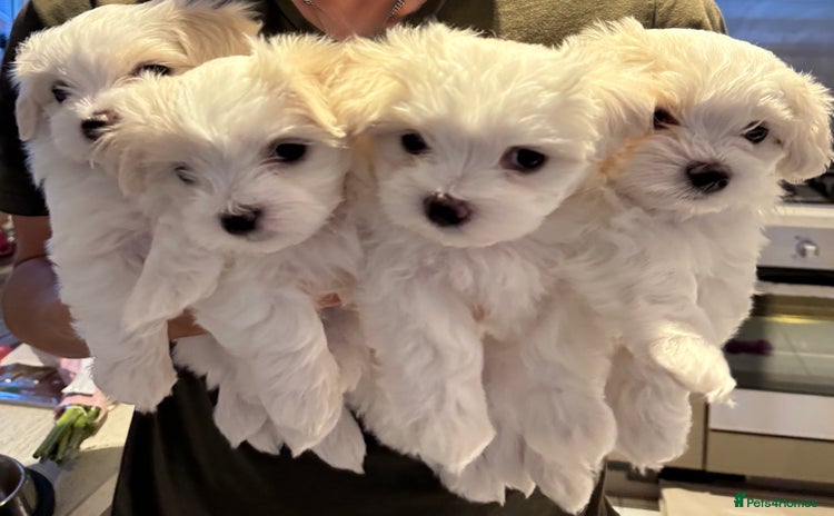 Maltese dogs - Advert 4