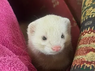 Ferret rodents Hugo semi angora sandy ferret - Advert 1