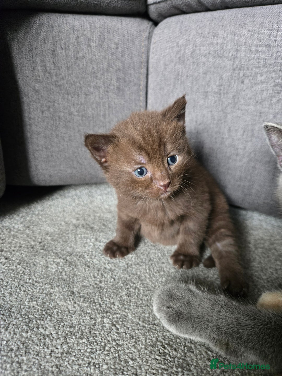 Norwegian Forest Cat cats for sale: Nfc/bsh beautiful mix  - Image 4