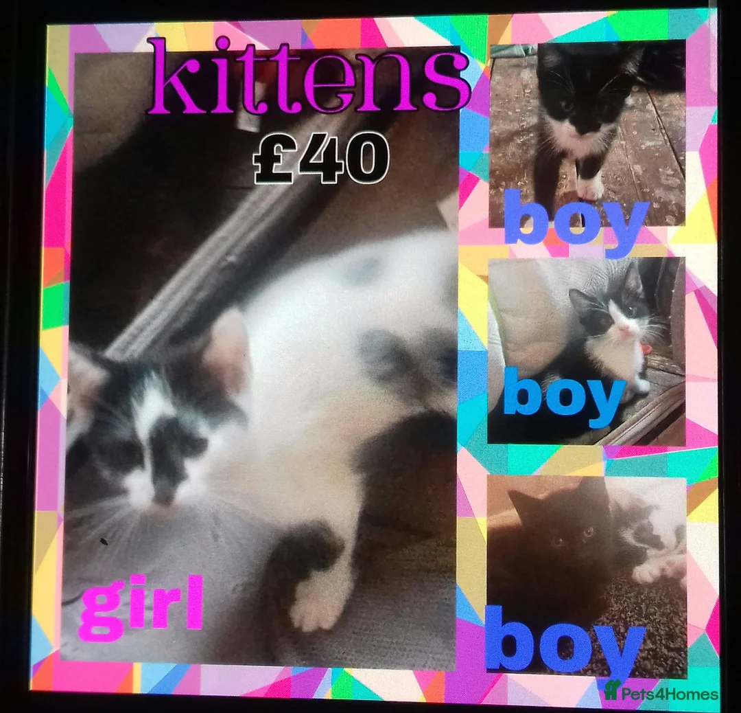 Mixed Breed cats for sale: Looking for their forever home  in Manchester - Advert 6