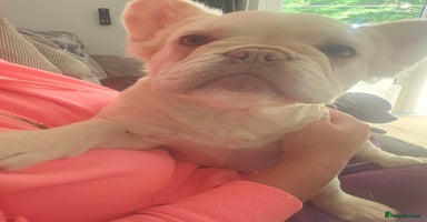 French Bulldog dogs - Advert 14