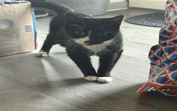 Mixed Breed cats for sale: 6 kittens for sale - Image 14