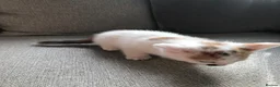 Mixed Breed cats for sale: 4 beautiful kittens  - Advert 3