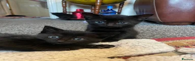 British Shorthair 4