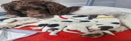 Cocker Spaniel dogs for sale: cocker spaniels pups great family pets!   in Gatwick - Advert 16