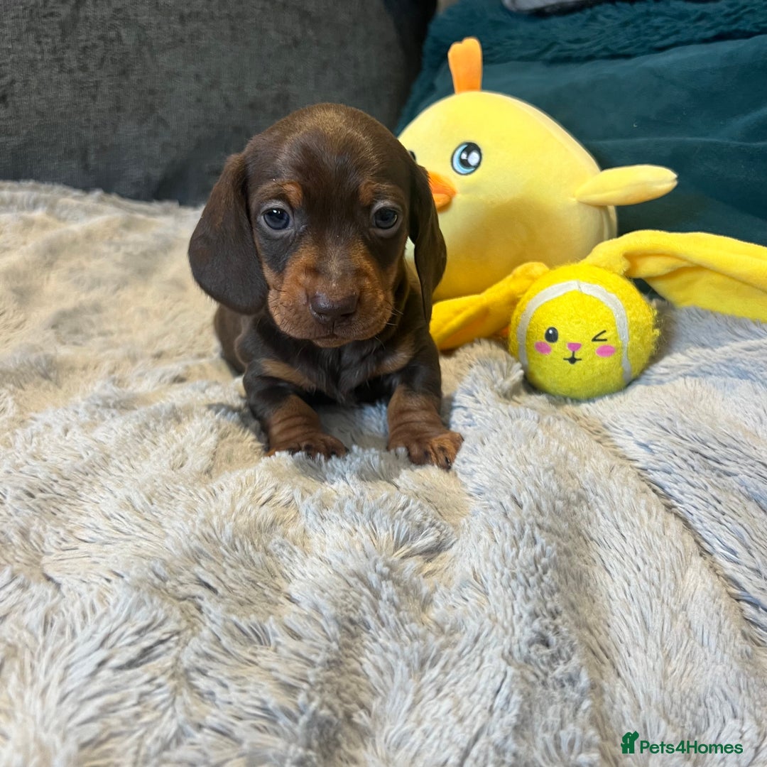 Miniature Dachshund dogs for sale: Fully vaccinated and ready TO GO,kc reg pra clear in Warrington - Image 12