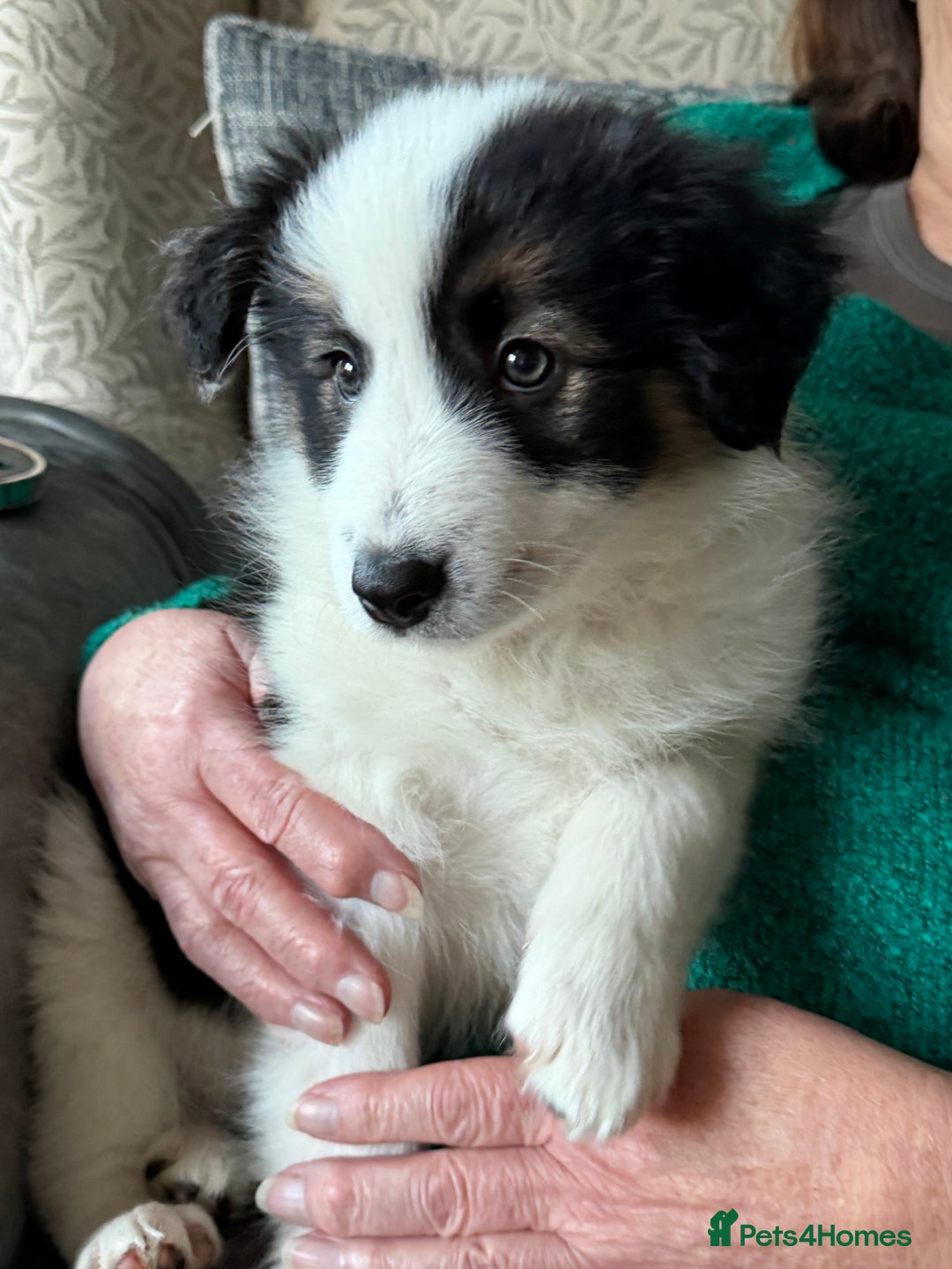 Border Collie dogs for sale: 1 lovely girl pup available  - Advert 2
