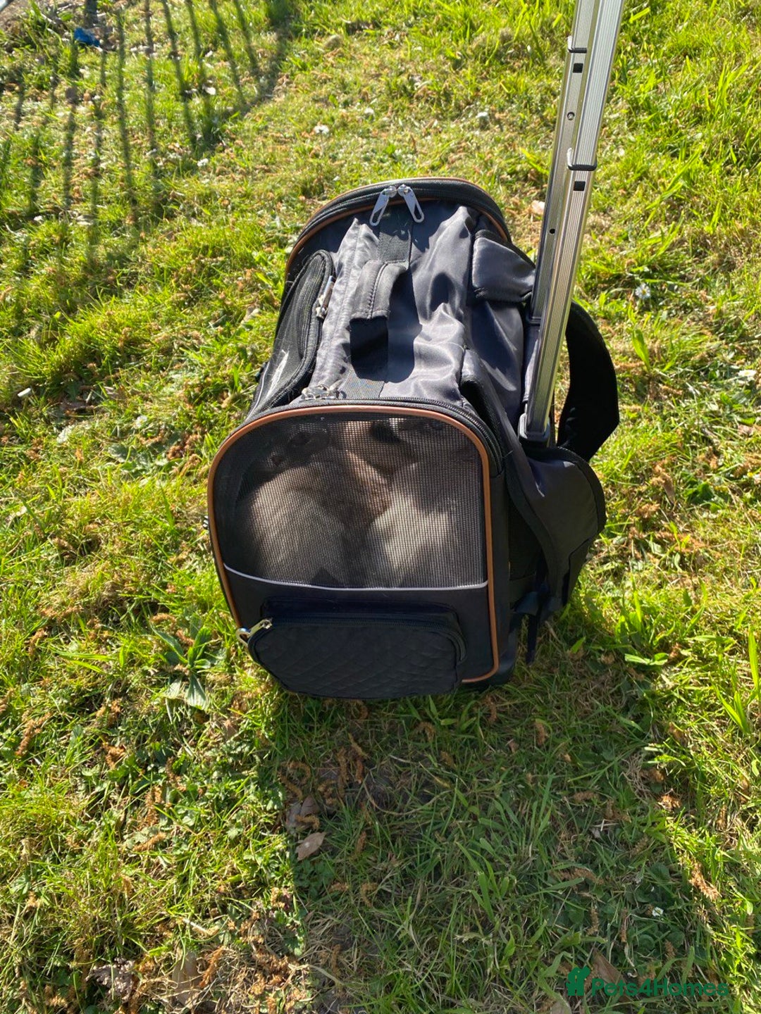 Ragdoll cats for sale: beautiful Ragdoll Cats looking for lovely families - Image 16