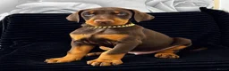 Dobermann dogs for sale: Dobermann Puppies in Colchester - Advert 6