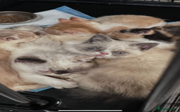 Persian cats for sale: Persian Kittens for sale - Image 3