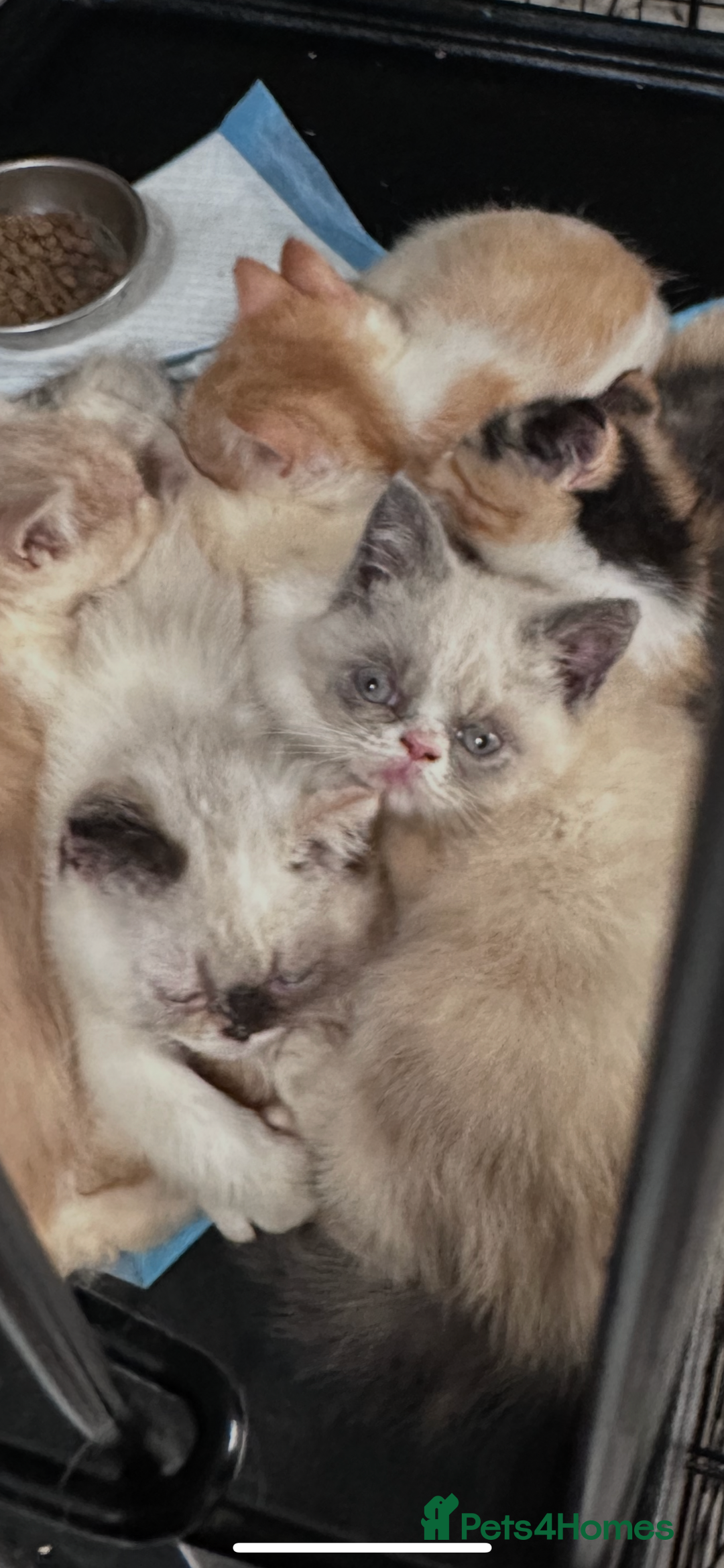 Persian cats for sale: Persian Kittens for sale - Image 3