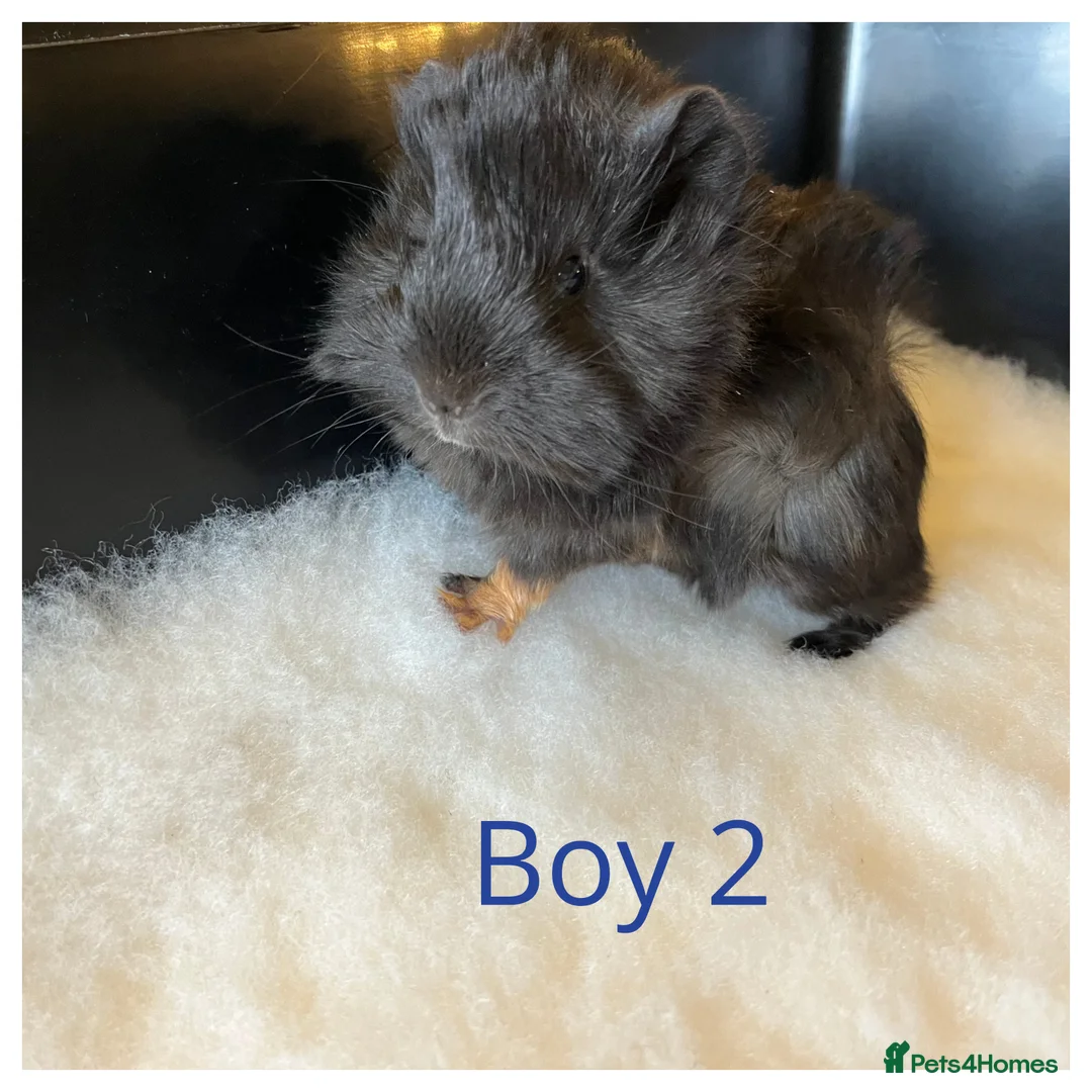 Guinea Pig rodents for sale: Guinea Pig babies- beautiful colours and condition - Advert 2