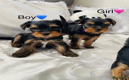 Yorkshire Terrier dogs for sale: Pedigree Yorkshire Puppies - Image 11