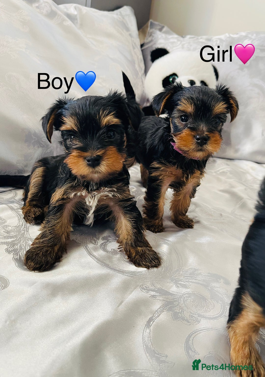 Yorkshire Terrier dogs for sale: Pedigree Yorkshire Puppies - Image 11