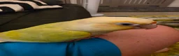 Conures birds for sale: Hand reared tame - Advert 11