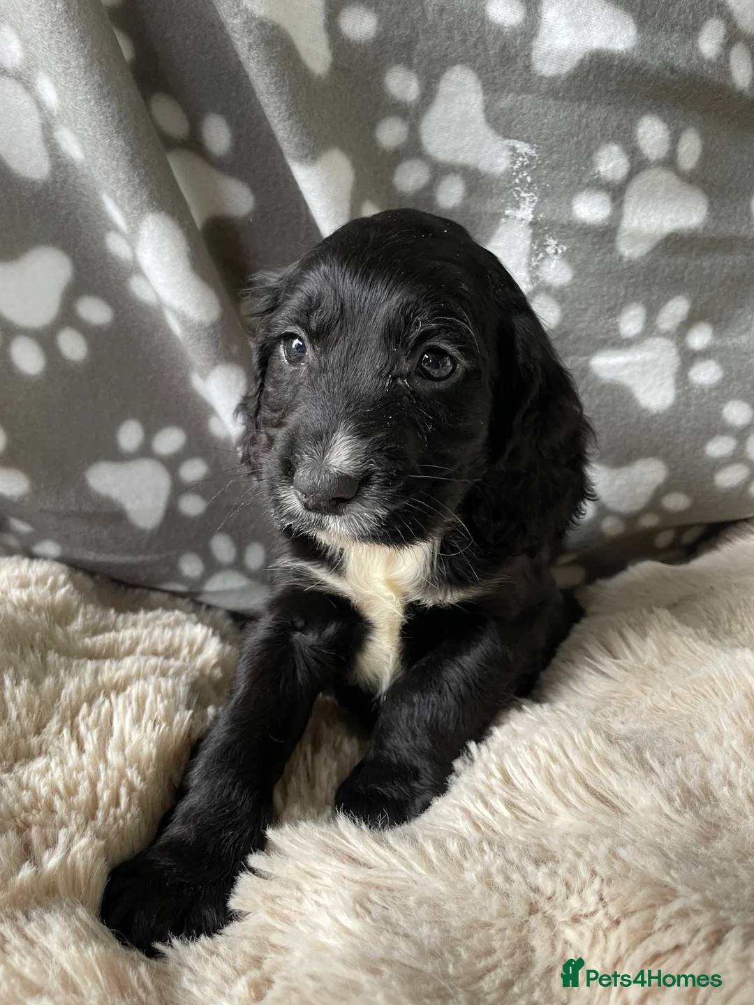 Cocker Spaniel dogs for sale: Working cocker spaniels  - Advert 9