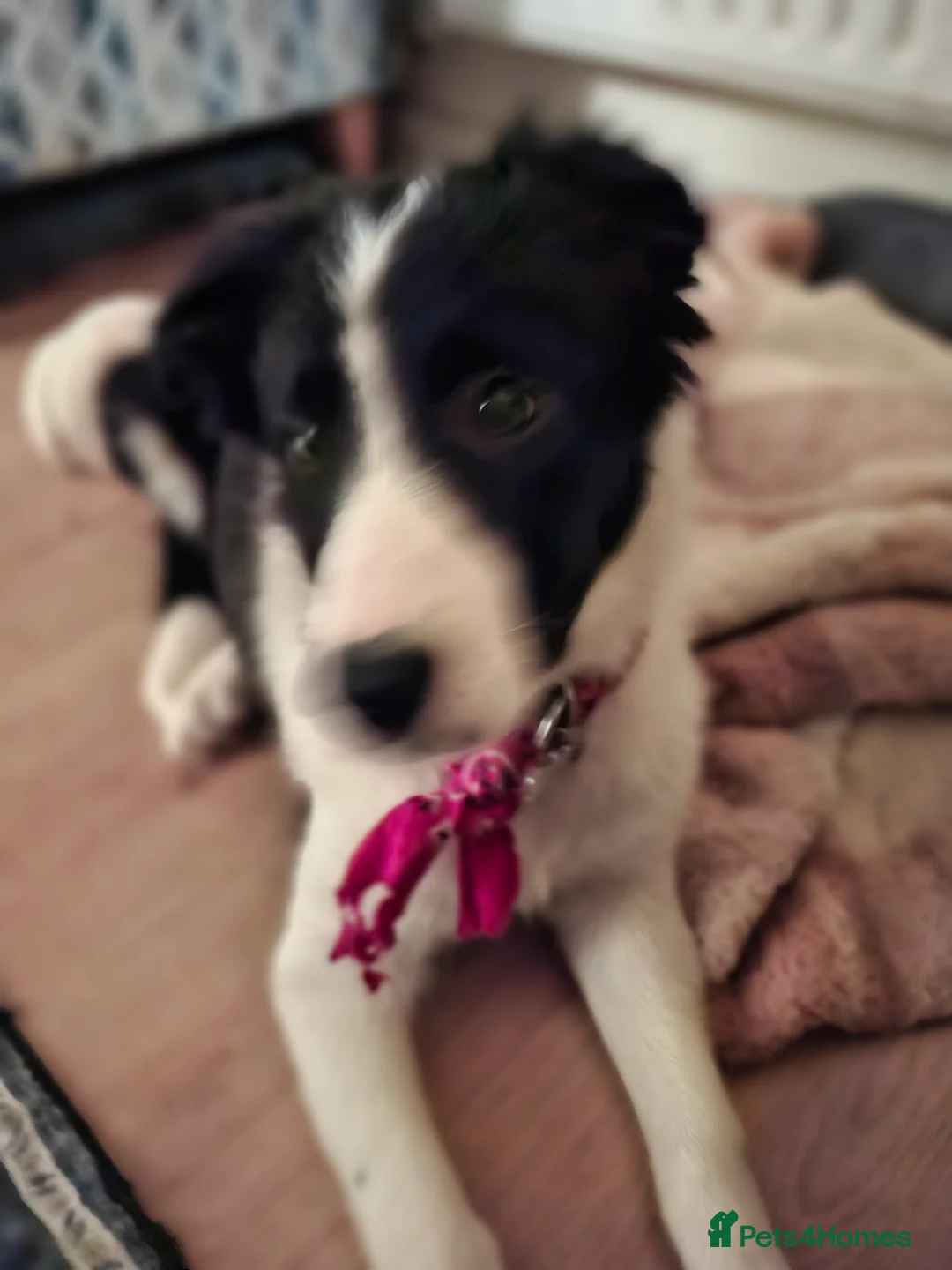 Border Collie dogs for sale: Poppy - Advert 2