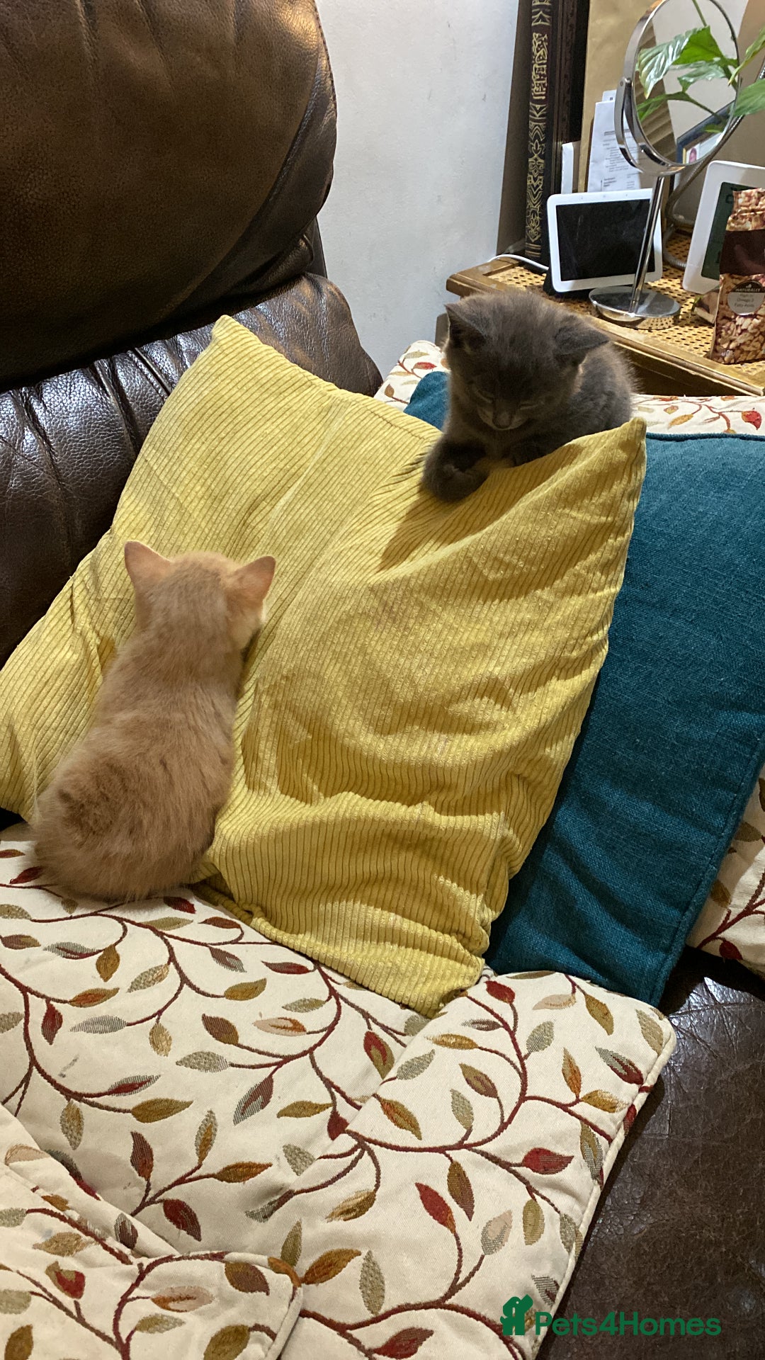 Mixed Breed cats for sale: 3 2 month old TORTIE x BRITISH SHORTHAIR KITTENS - Image 26