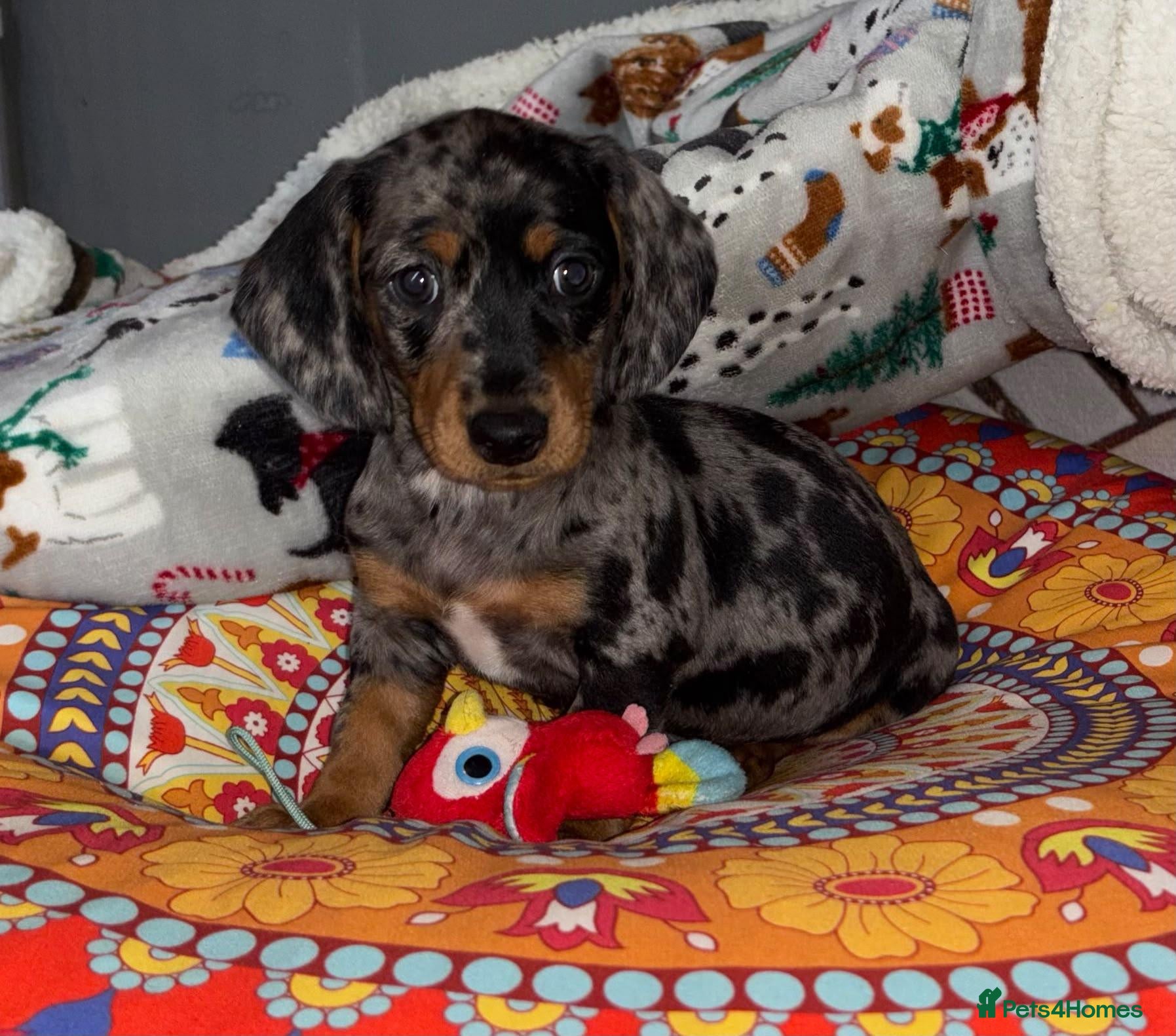 Miniature Dachshund dogs 🐶 🐶 Miniature Dachshund Puppies   - Advert 13