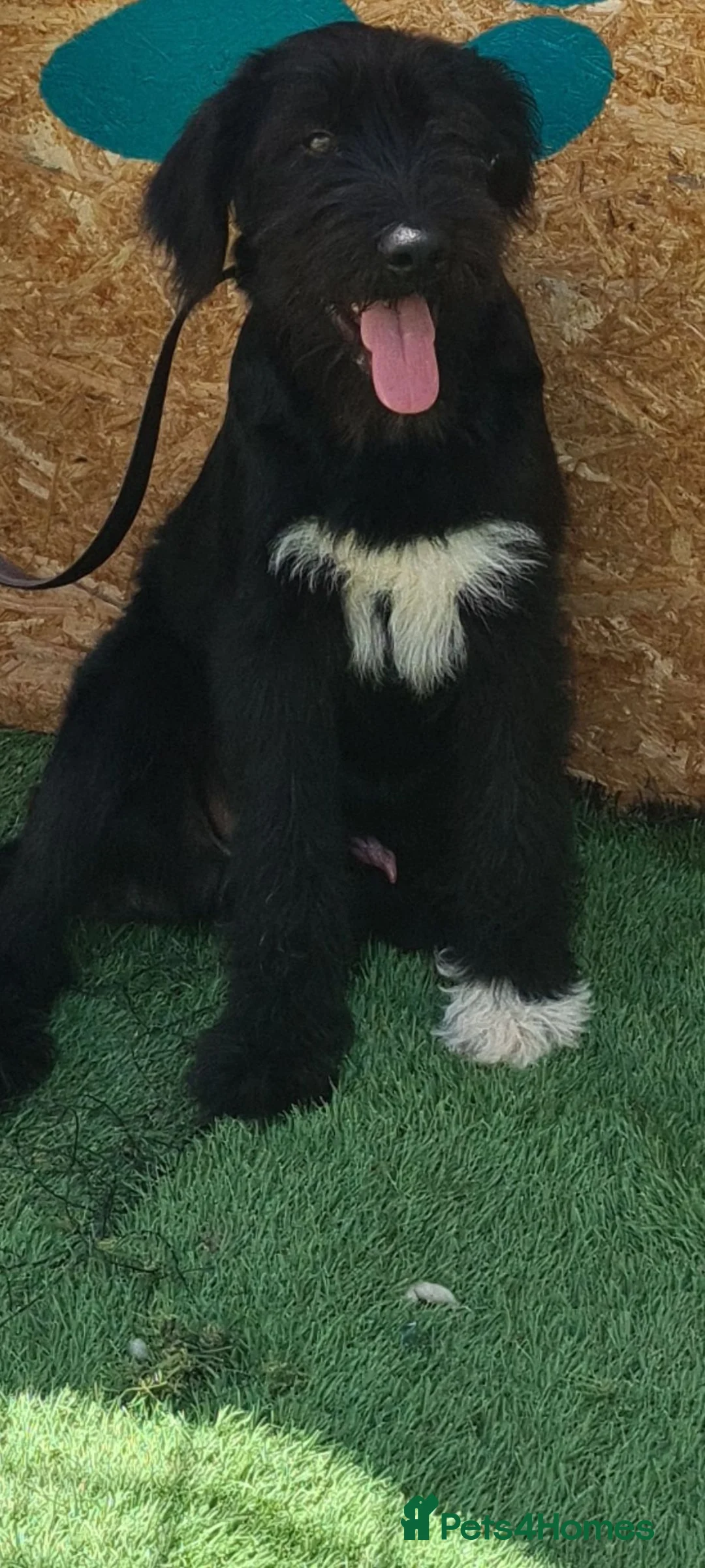 Giant Schnauzer dogs for adoption: Rufus - Advert 6