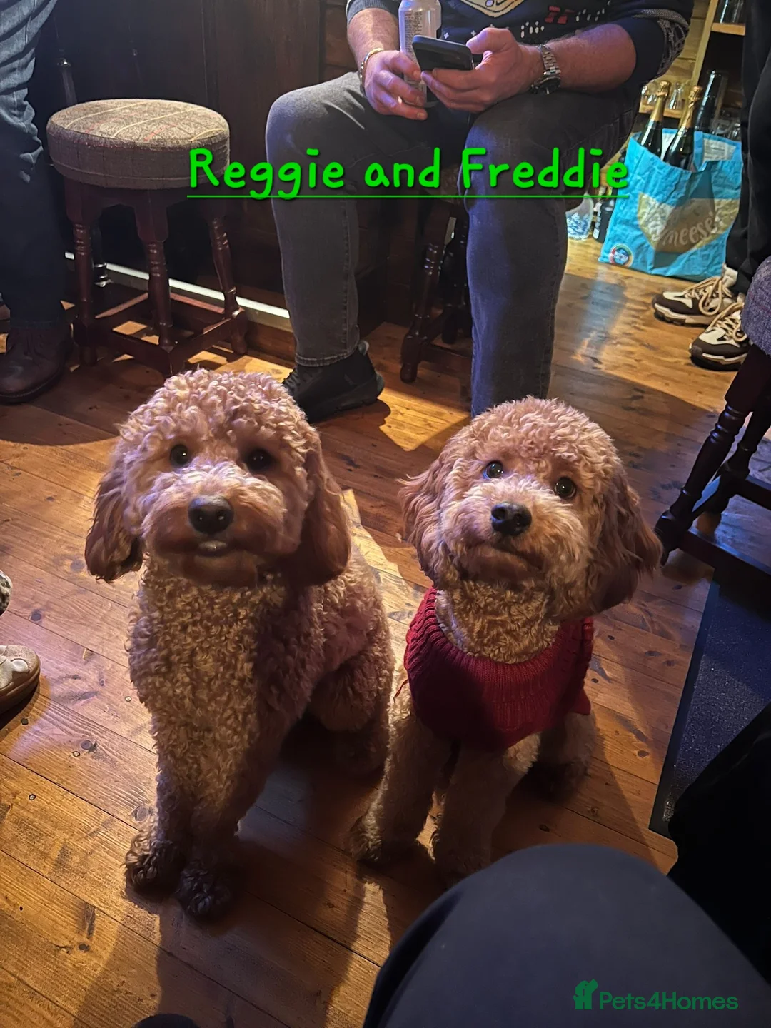 Cavapoo dogs for sale: Cavapoos Fb3. - Advert 28