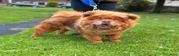 Chow Chow dogs for stud: Elton RocketMan-Chocolate Chow Available For Stud  - Advert 5