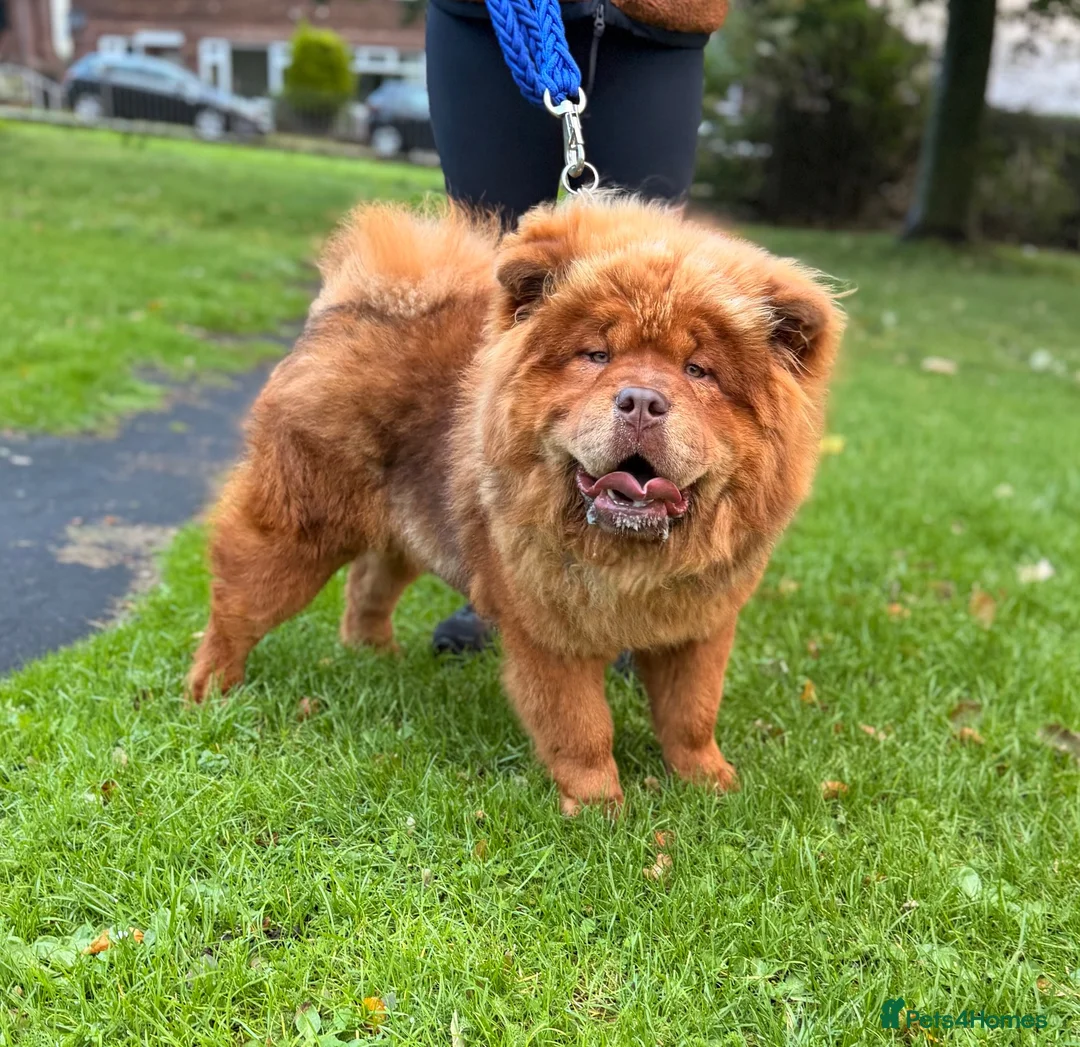 Chow Chow dogs for stud: Elton RocketMan-Chocolate Chow Available For Stud  - Advert 5