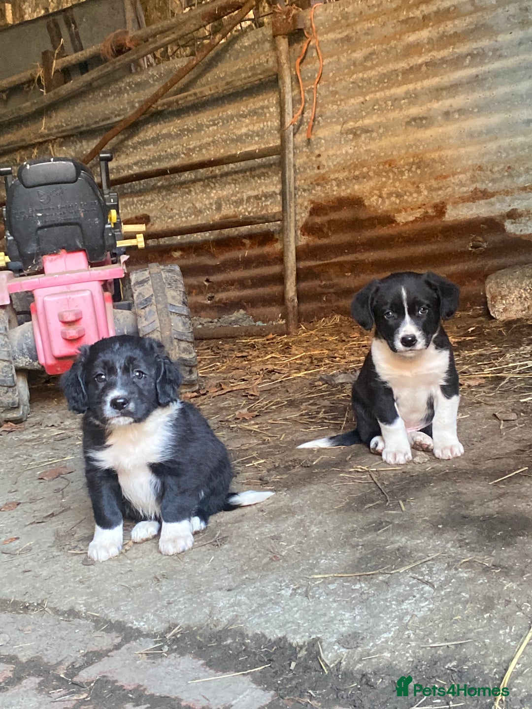 Mixed Breed dogs for sale:  4 Sprollie - Advert 4