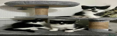 British shorthair 6