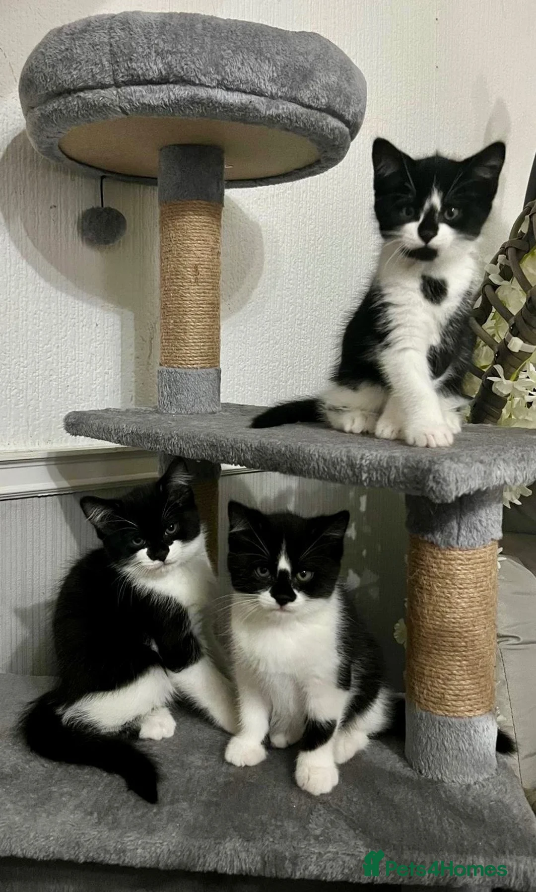 British Shorthair cats for sale: Kittens  - Advert 13