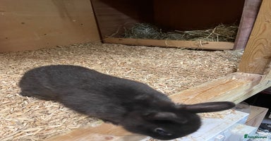 Netherland Dwarf rabbits - Advert 2