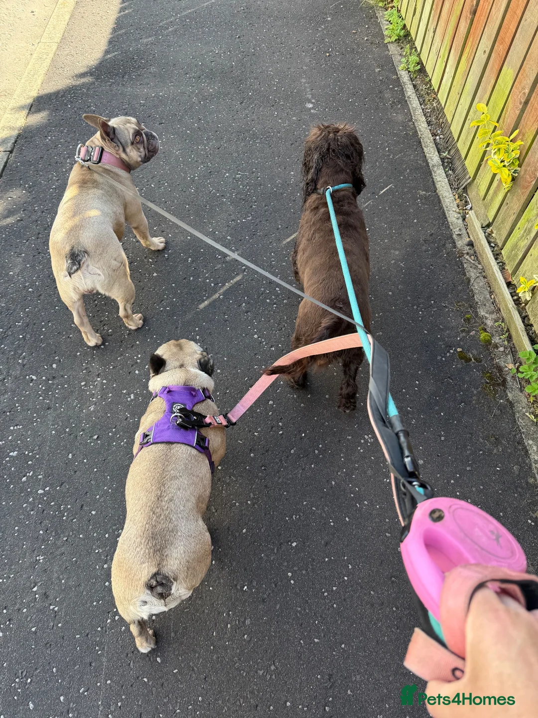 French Bulldog dogs for sale: 2 French bulldogs looking for a new home in Perth - Advert 2