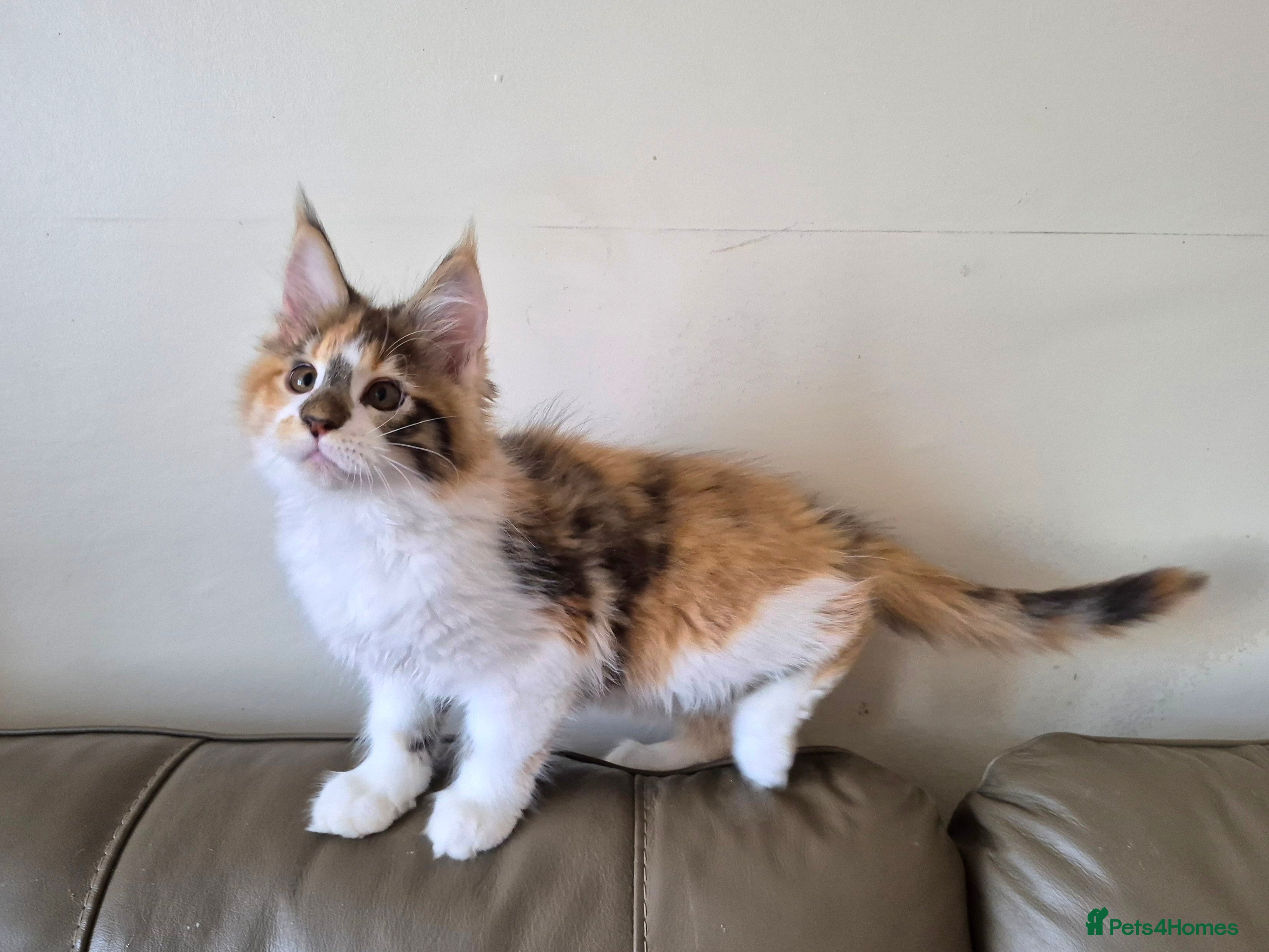 Maine Coon cats Unusual marked maine coon girl - Advert 15