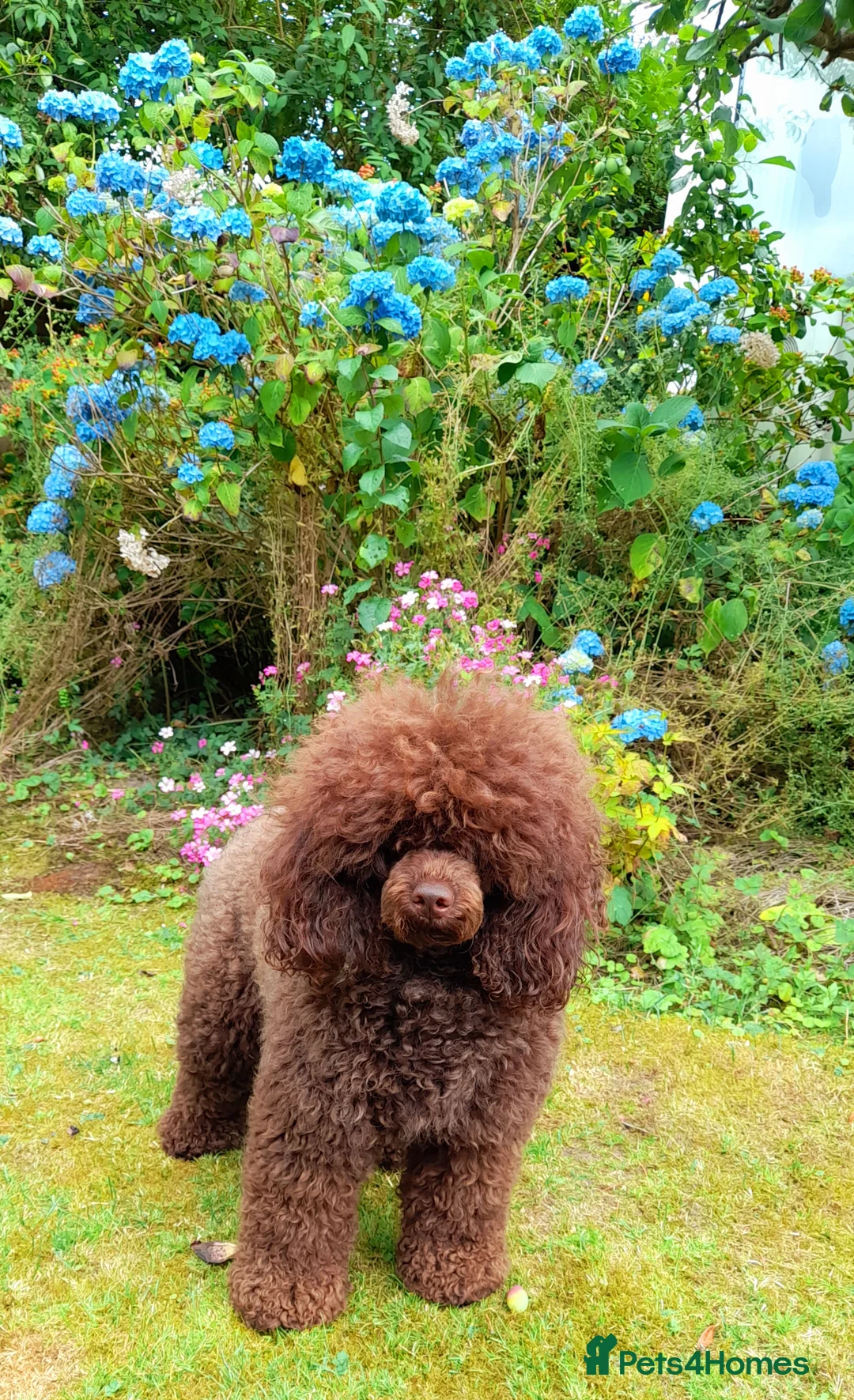 Miniature Poodle dogs for stud: Imported Brown Miniature Poodle & Cavalier Studs in Sutton Coldfield - Advert 16