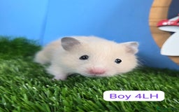 Hamster rodents for sale: Baby Syrian Hamsters Males Boys Females Girls - Image 5