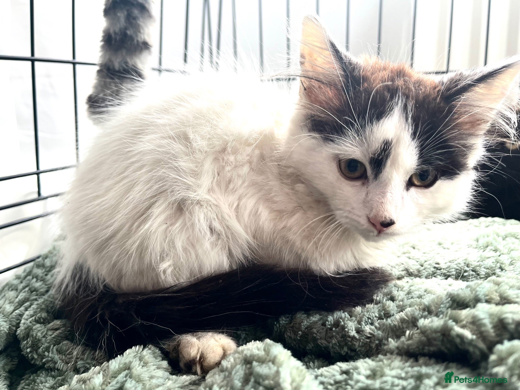 Mixed Breed cats Three beautiful fluffy male kittens left - Advert 1