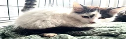 Mixed Breed cats for sale: Three beautiful fluffy male kittens left - Advert 1